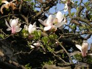 maaliskuussa kukkii mangoliat, kirsikat, mantelit ja periskat